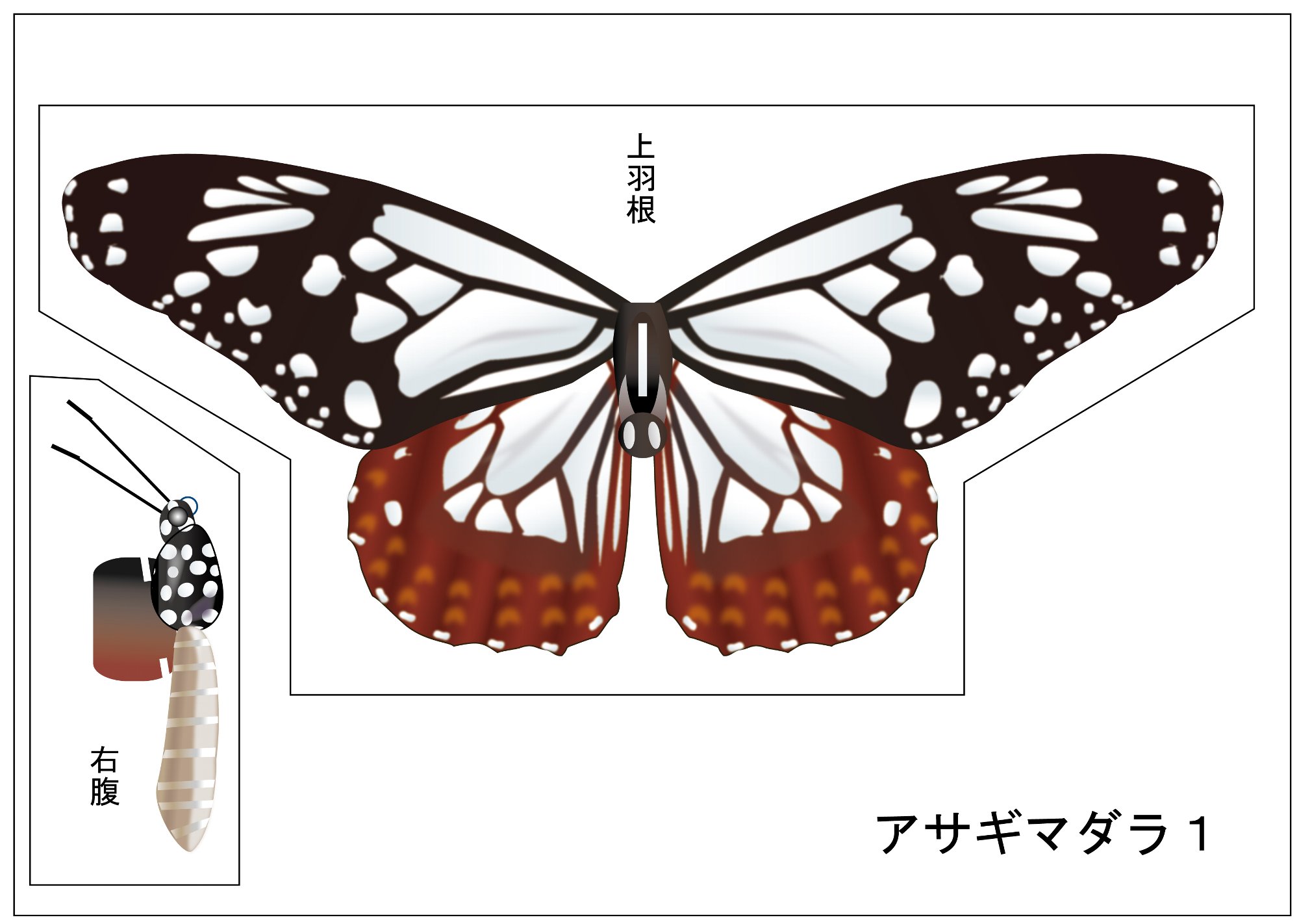 世界の人気ブランド 蝶の標本ペーパークラフトA3サイズ完成品